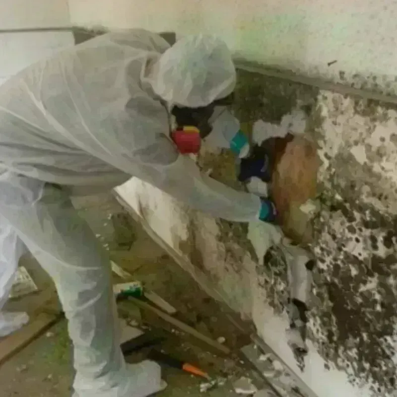 Best Mold Remediation and Removal Service in Marion, KS